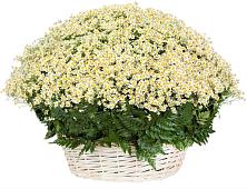 Цветочная композиция из Ромашки в корзине #REPLACE_PRED# Селятино
